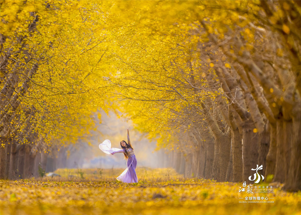Fairytale in Ginkgo Avenue of Huanghai Forest Park, Yancheng