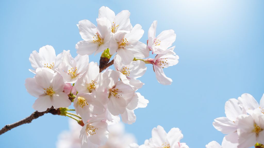 春天，苏州相城的樱花早已悄然绽放，当阳光穿过树枝的缝隙，洒在白色和粉色的花海之上，如梦如幻，美不胜收。春天的浪漫都在花卉中道尽。