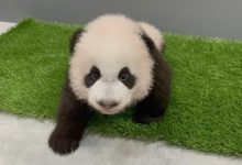 Photo of 熊猫“叻叻”即将满周岁，河川生态园推出为期一个月的熊猫主题活动
