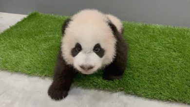 Photo of 熊猫“叻叻”即将满周岁，河川生态园推出为期一个月的熊猫主题活动